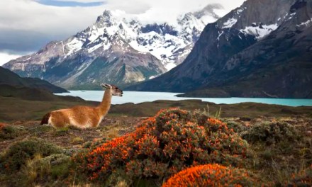 Which continent has the most animal species?