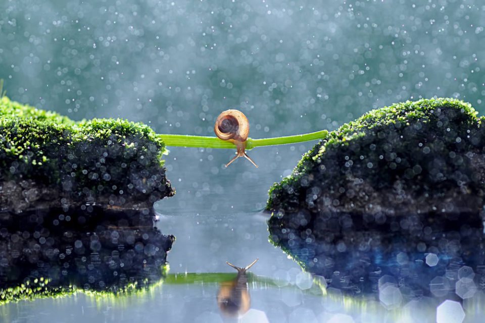 Exploring The Vibrant World Of Insects: Andri Priyadi’s Macro Photography Magic