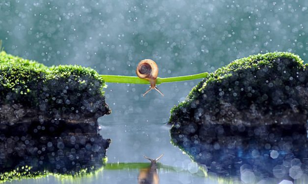 Exploring The Vibrant World Of Insects: Andri Priyadi’s Macro Photography Magic