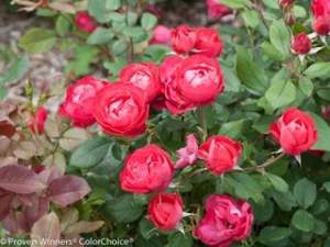 ROSE BUSH CARE: A BEGINNER’S GUIDE TO GROWING ROSES 1 ROSE BUSH CARE: A BEGINNER’S GUIDE TO GROWING ROSES 1