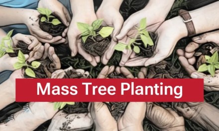 The issue with tree planting schemes
