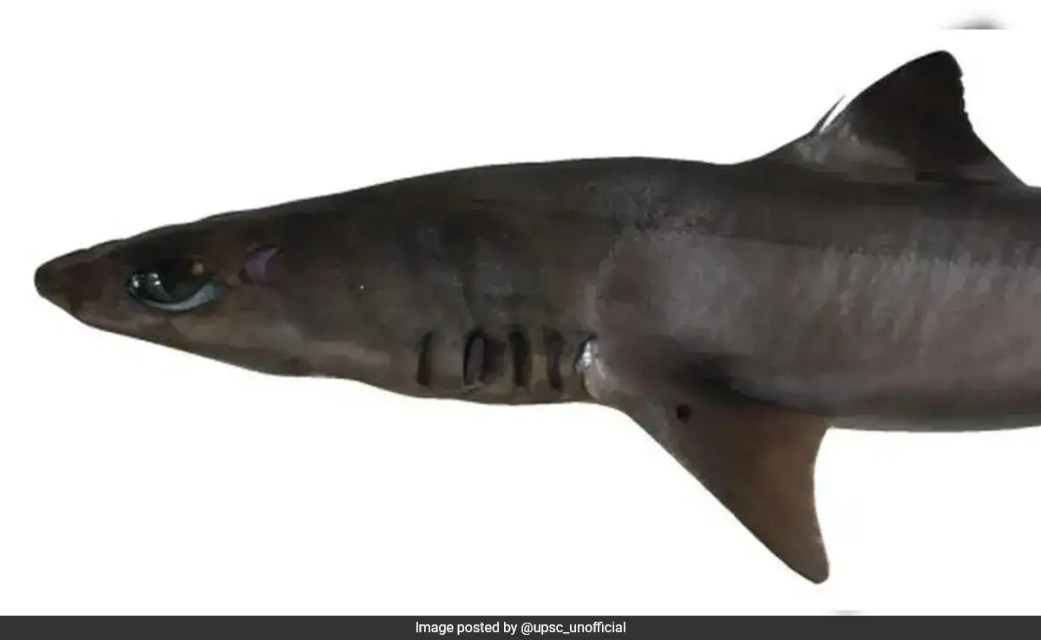 Scientists Discover New Species Of Dogfish Shark Off Kerala Coast