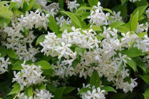 How to Grow a Star Jasmine Plant for Your Backyard Garden 1 How to Grow a Star Jasmine Plant for Your Backyard Garden 1