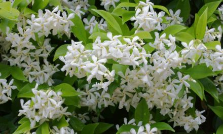 How to Grow a Star Jasmine Plant for Your Backyard Garden