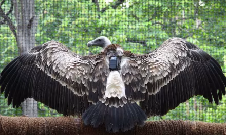 In A First for Maharashtra, 20 Captive-Bred, Critically Endangered Vultures Ready for Release in the Wild