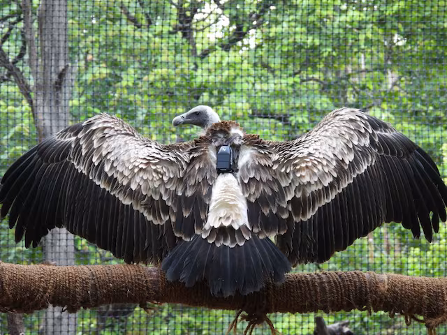 In A First for Maharashtra, 20 Captive-Bred, Critically Endangered Vultures Ready for Release in the Wild