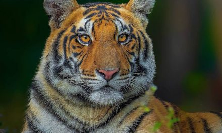 Indian Wildlife photographer Sadananda Koppalkar Captures Incredible Animal Photos In Indian Forests