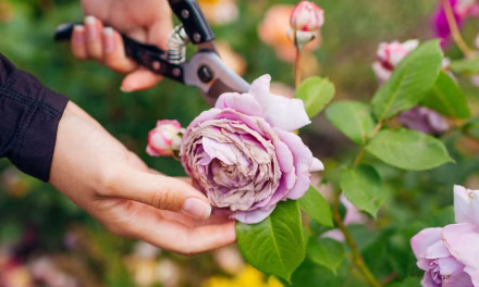How to Prune Roses So They Keep Growing Beautifully