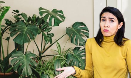 Five ways to water your plants while you’re away – including genius ‘leaking bottle’ trick