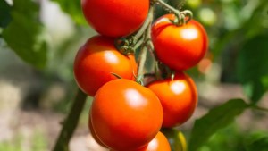'Genius' hack to grow 'perfect' tomatoes - with no greenhouse or garden 1