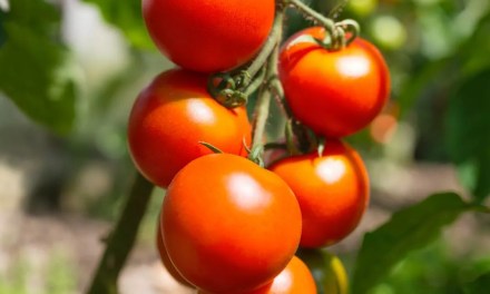 ‘Genius’ hack to grow ‘perfect’ tomatoes – with no greenhouse or garden