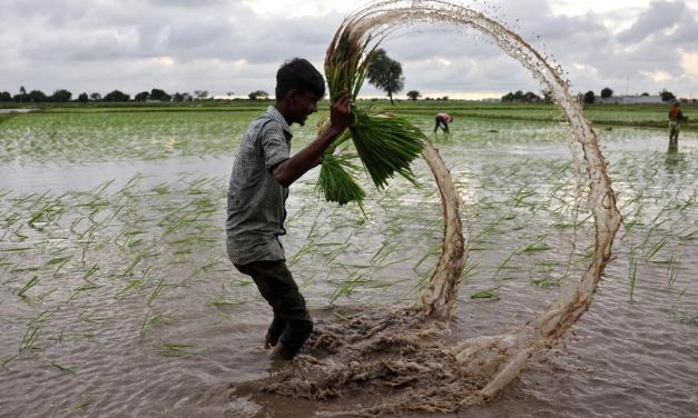 Paddy farming takes a beating due to poor rainfall in northern plains