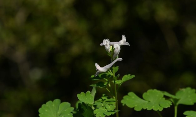 New endemic plant discovered in W Türkiye faces extinction threat
