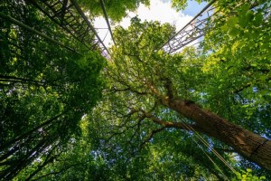 Mature trees offer hope in world of rising emissions 1