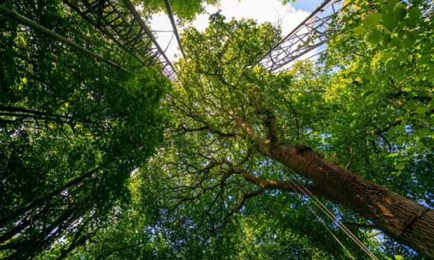 Mature trees offer hope in world of rising emissions