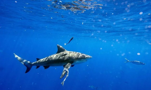 The Truth About Extreme Cold’s Impact On Marine Life