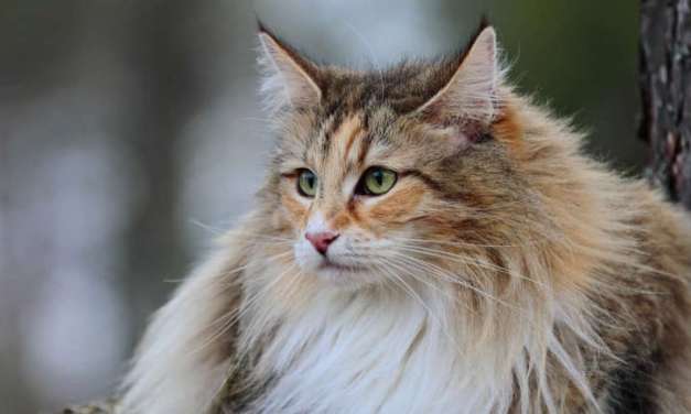 The Most Beautiful Cats in the World
