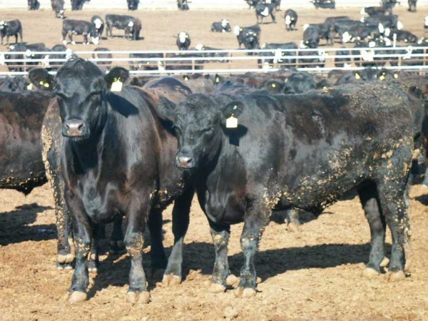 How hairy are your cattle in winter? US research finds links between early-shedders and heat stress performance