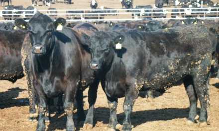 How hairy are your cattle in winter? US research finds links between early-shedders and heat stress performance