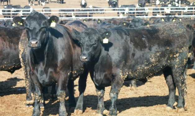 How hairy are your cattle in winter? US research finds links between early-shedders and heat stress performance