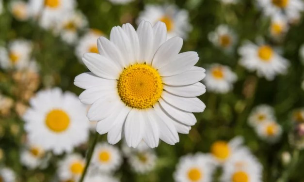 12 Most Common Types of Daisies—and How to Know Which Ones Are Best for Your Garden