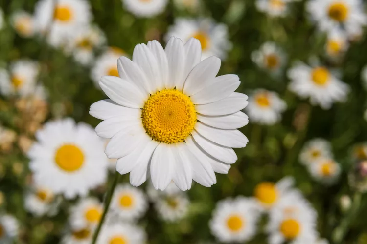 12 Most Common Types of Daisies—and How to Know Which Ones Are Best for Your Garden