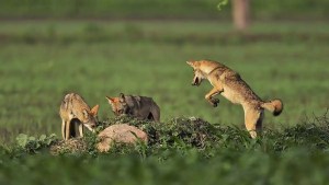 Howling for change: How the plight of Indian grey wolves challenges conservation norms 1