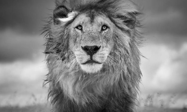 Photographer Harry Skeggs Captures The Art Of Wildlife In Their Natural Environments