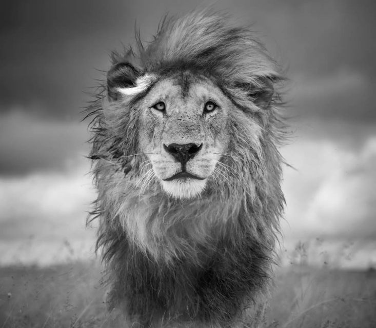 Photographer Harry Skeggs Captures The Art Of Wildlife In Their Natural Environments