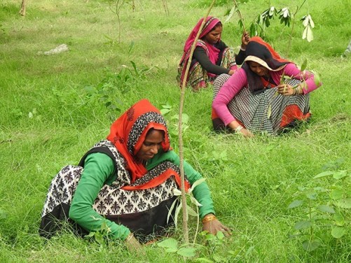 Planting trees can address Delhi’s stormwater crisis as well as air pollution