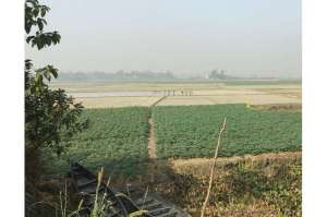 Global climate change could create more opportunities for rise and spread of new cholera strains, analysis suggests 1