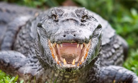 How the last meal of a 3,000-year-old Egyptian crocodile was brought back to life using modern science