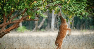 Using robot, IIT Bombay researchers discover how animals find their way back home 1 Using robot, IIT Bombay researchers discover how animals find their way back home 1