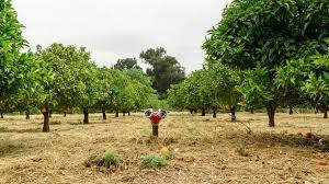 Climate-resilient agriculture is an urgent need