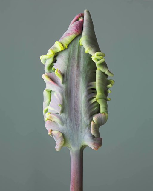 20 Amazing Nature-Winning Photos From The Fine Art Photography Awards 2024