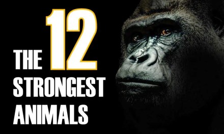 The 12 Strongest Animals in the World
