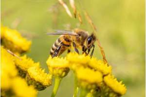 How does organic farming benefit honey bees? 1