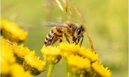 How does organic farming benefit honey bees?