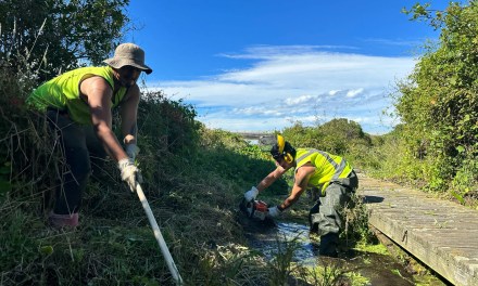 By land, sea and sky, Māori are using Indigenous knowledge to combat climate change