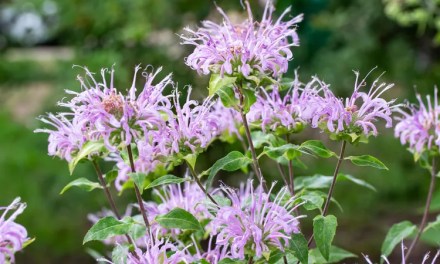 10 Perennials to Prune During Summer for an Even Better Showing Next Year