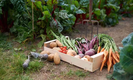What is organic produce and how it benefits manufacturers