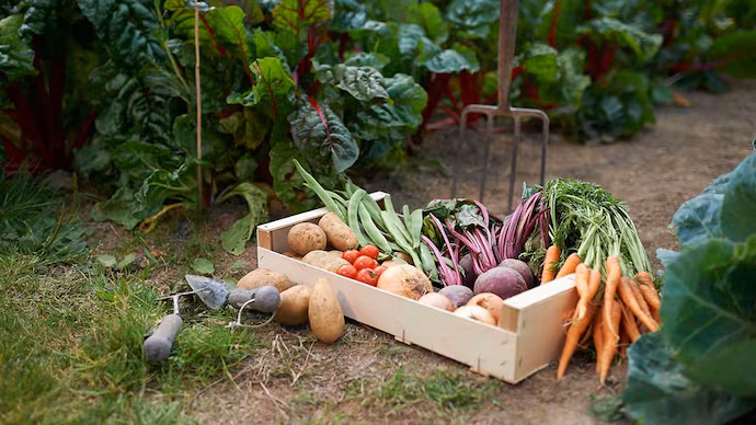 What is organic produce and how it benefits manufacturers