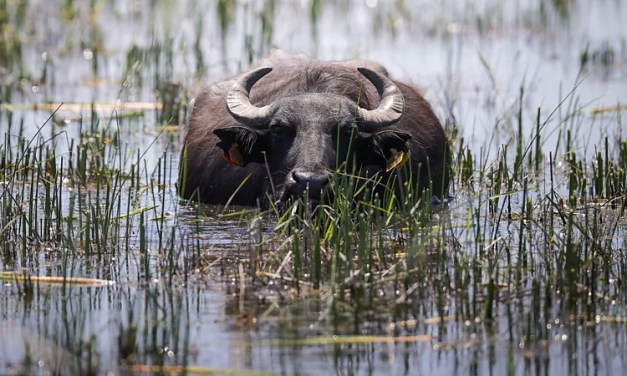 Giant ‘living tractors’ are bringing nature back to post-industrial wastelands