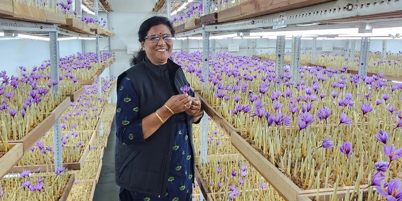 64-Year-Old UP Woman Grows Saffron Indoors, Earns Rs 10 Lakh Annually