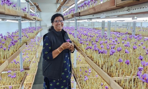 64-Year-Old UP Woman Grows Saffron Indoors, Earns Rs 10 Lakh Annually