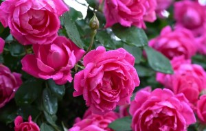 When to Plant Roses for Beautiful, Healthy Blooms 1