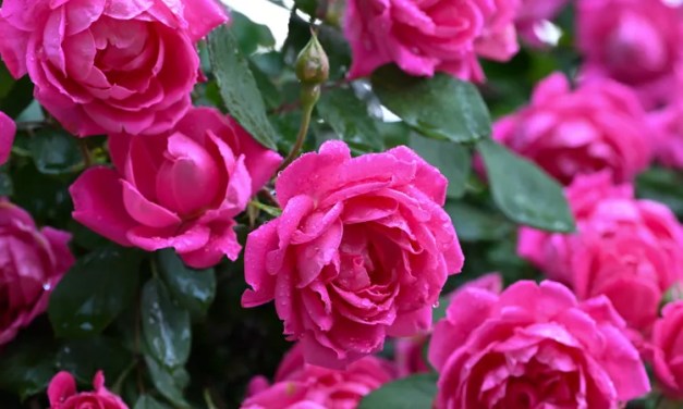 When to Plant Roses for Beautiful, Healthy Blooms