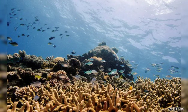 Humanity Is Killing The Great Barrier Reef, Warns Report