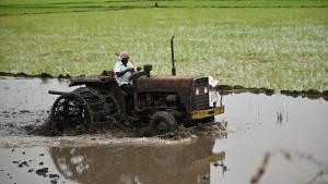 Farmers rush to plant summer crops as monsoon revives 1 Farmers rush to plant summer crops as monsoon revives 1
