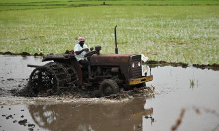 Farmers rush to plant summer crops as monsoon revives